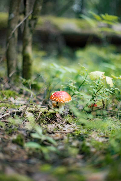 Mosca Agárica Amanita Muscaria Cogumelo Floresta Cogumelo Boné Vermelho Perto — Fotografia de Stock