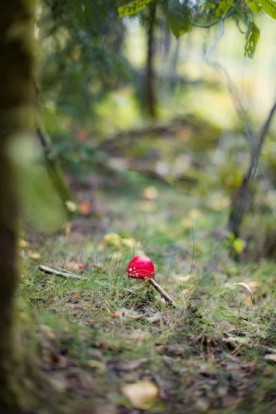 Μύγα Αγαρικό Amanita Muscaria Μανιτάρι Στο Δάσος Μανιτάρι Κόκκινο Καπάκι — Φωτογραφία Αρχείου