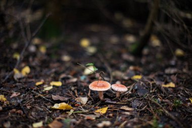 Lactarius torminosus, tüylü süt başlığı ya da sakallı süt başlığı olarak bilinir, Rusya 'dan yenebilir bir mantar.