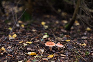 Lactarius torminosus, tüylü süt başlığı ya da sakallı süt başlığı olarak bilinir, Rusya 'dan yenebilir bir mantar.