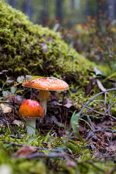 Mosca Agárica Amanita Muscaria Cogumelo Floresta Cogumelo Boné Vermelho Perto — Fotografia de Stock