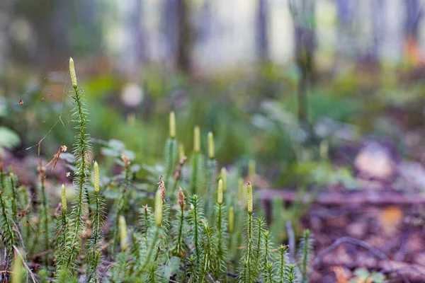 Lycopodium Növény Spóra Kúp Más Néven Őrölt Fenyő Vagy Csúszó — Stock Fotó