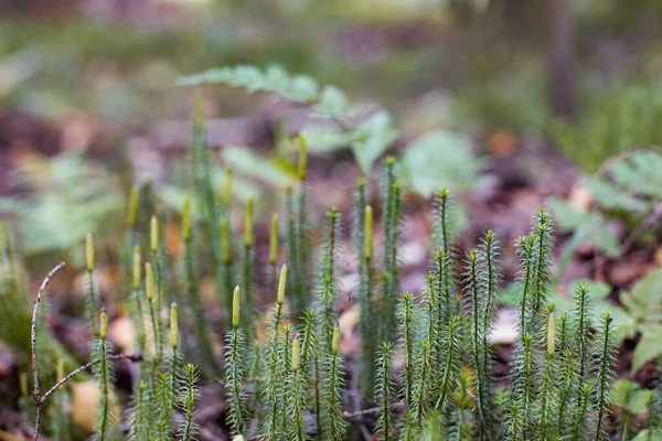 在森林里生长着一种长着孢子囊锥的番石榴植物 也被称为地面松树或爬行的雪松 — 图库照片