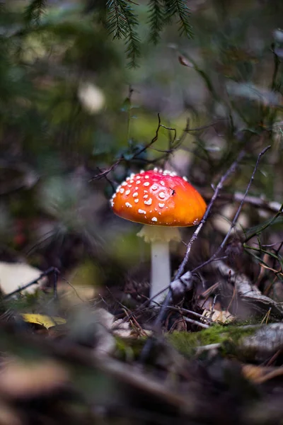 Mosca Agárica Amanita Muscaria Cogumelo Floresta Cogumelo Boné Vermelho Perto — Fotografia de Stock