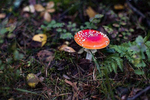 Mosca Agárica Amanita Muscaria Cogumelo Floresta Cogumelo Boné Vermelho Perto — Fotografia de Stock