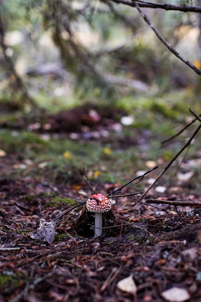 Mosca Agárica Amanita Muscaria Cogumelo Floresta Cogumelo Boné Vermelho Perto — Fotografia de Stock