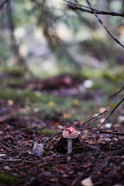 Sinek Agaric Sinek Mantarı Mantar Ormanın Içinde Kırmızı Bere Mantar — Stok fotoğraf