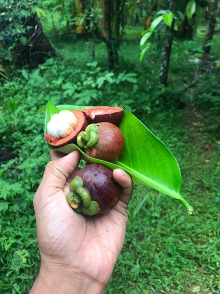 Frutas Frescas Del Mangosteen Que Sostienen Mano Hoja Fondo Verde — Foto de Stock