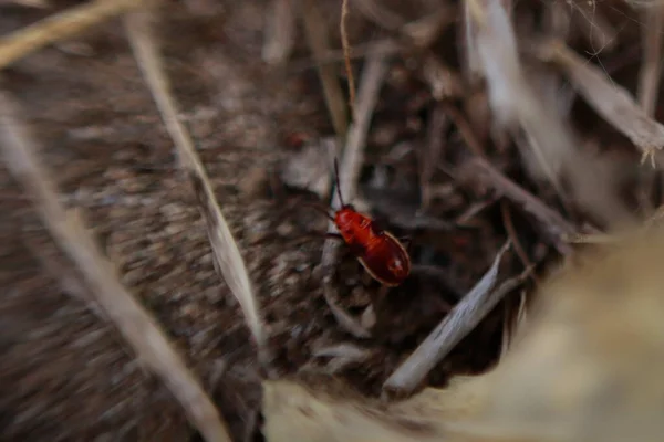 Küçük kırmızı böcek kaçıyor. hareket bulanıklığı.