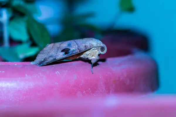 Bilinmeyen böcek gece esrar üzerinde oturuyor.