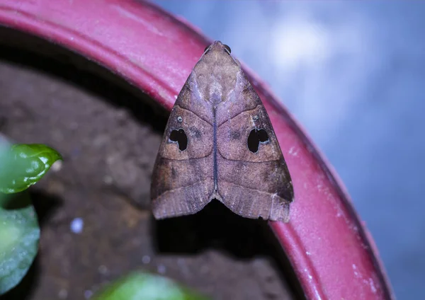 Primer Plano Alas Insecto Desconocido Sentado Olla Por Noche — Foto de Stock