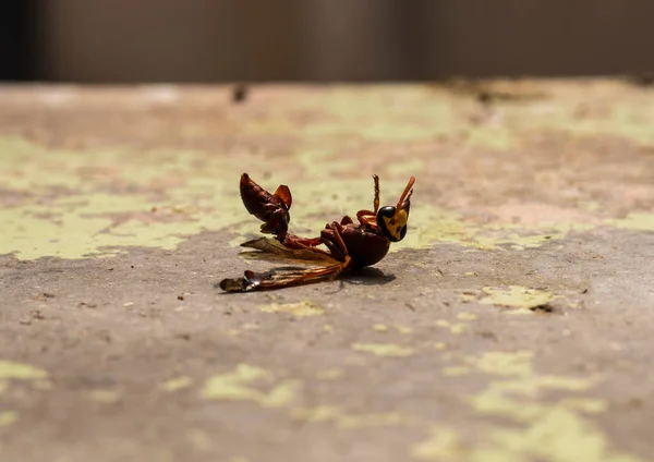 Yerde ölü bir arı var. ölü böcekler