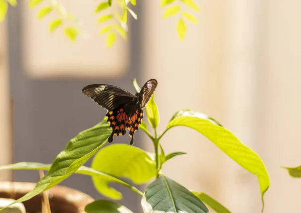 Mavi gömlek ve kot pantolon giyen Hintli genç bir adamın portresi.