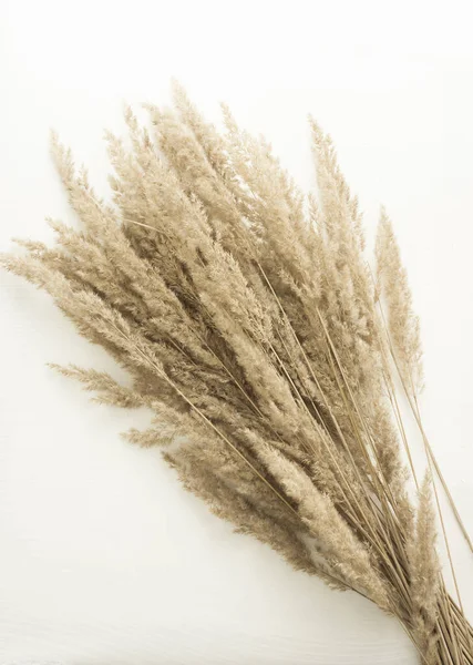 Beyaz arka planda çimen kulakları. Çimenler kurutulmuş İskandinav tarzı. Pampas otu ya da sazlıklar.
