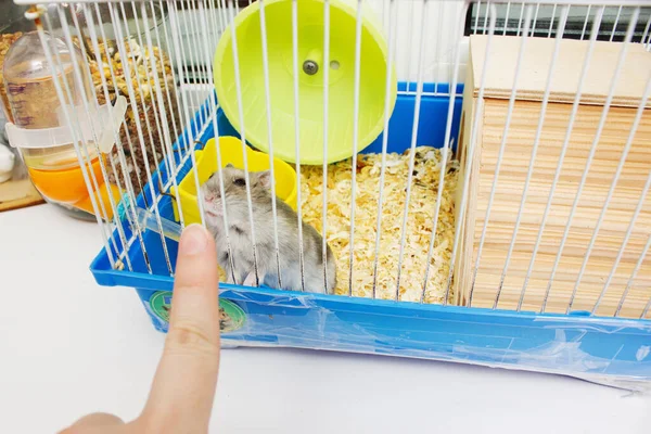 Kafesteki Jungar hamster. Evcil hamster bakımı.. Stok Resim