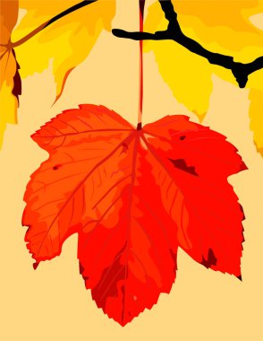 İzole edilmiş sonbahar parlak vektör akçaağaç yaprağı