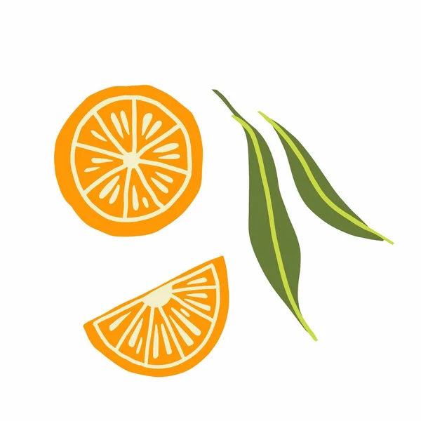 Orange Gren Exotisk Tropisk Mandarin Citrus Färsk Frukt Skiva Saftig — Stock vektor