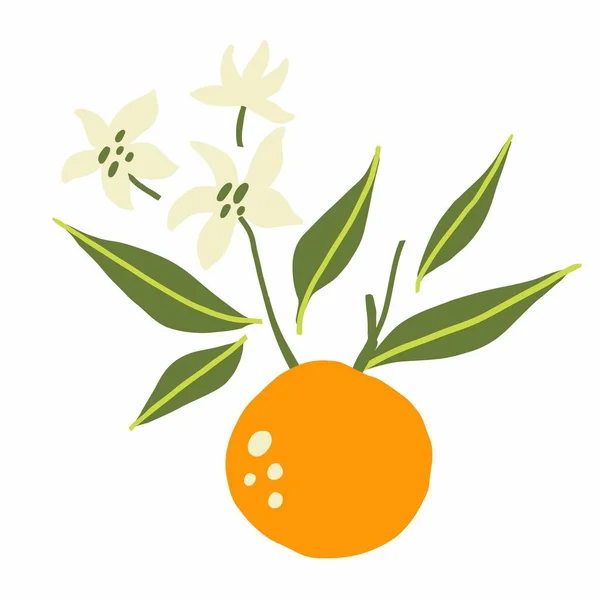 Mandarin Şubesi Egzotik Tropik Turuncu Narenciye Taze Meyve Yeşil Yapraklı — Stok Vektör