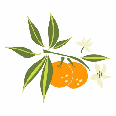 Mandarin şubesi. Egzotik tropik turuncu turuncu turunçgil taze meyve, yeşil yapraklı ve çiçekli sulu mandalina, vektör çizgi film minimalist stili izole edilmiş illüstrasyon, baskı veya poster, çıkartma