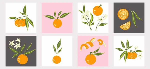 Mandarijn Poster Set Exotische Tropische Sinaasappel Citrus Vers Fruit Hele — Stockvector