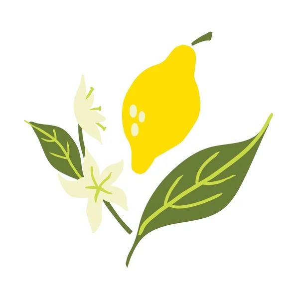 Zitronenzweig Exotische Tropische Gelbe Zitrusfrüchte Frische Früchte Ganze Saftige Zitronen — Stockvektor