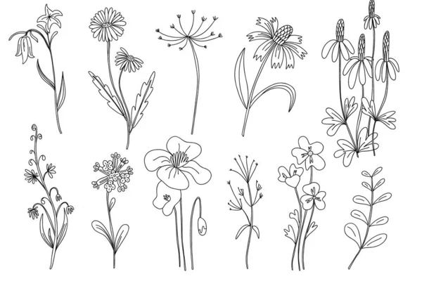 Wild Flowers Set Hand Drawn Line Black Flowers Herbs Leaves — Stock Vector