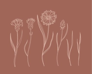 Çiçek seti. Knapweed çiçeklerine, yapraklara, saplarına ve yapraklarına el çizimi bej. Bitki ve çayır bitki koleksiyonu, dekoru çiçek elementleri vektör izole botanik illüstrasyon