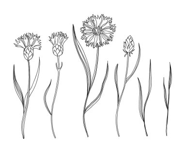 Çiçek seti. El çizimi siyah örme kumaş çiçekleri ve yapraklar, gövde ve yapraklar. Bitki ve çayır bitki koleksiyonu, dekoru çiçek elementleri vektör izole botanik illüstrasyon