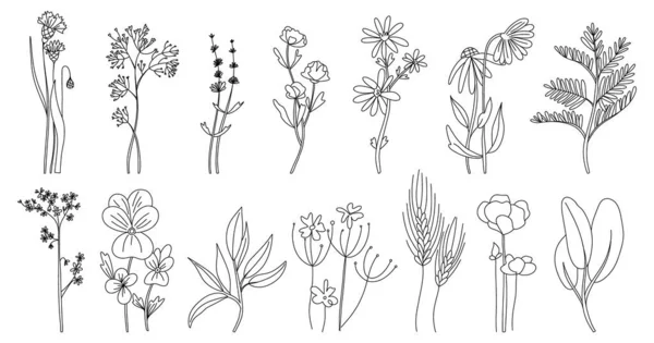 Wild Flowers Set Hand Drawn Line Black Flowers Herbs Leaves — Stock Vector