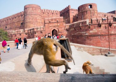 Wall of the Red Fort Agra, UNESCO World Heritage Site
