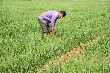 Hindistan Maharashtra 'da buğday tarlasında çalışan Hintli çiftçi..