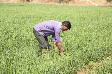 Hindistan Maharashtra 'da buğday tarlasında çalışan Hintli çiftçi..