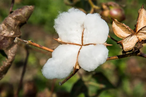 Gesloten Katoenbloesem Klaar Voor Oogst Katoenboom Maharashtra India — Stockfoto