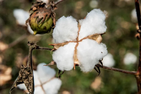 Closed up cotton blossom ready for harvesting,cotton tree, Maharashtra, India.