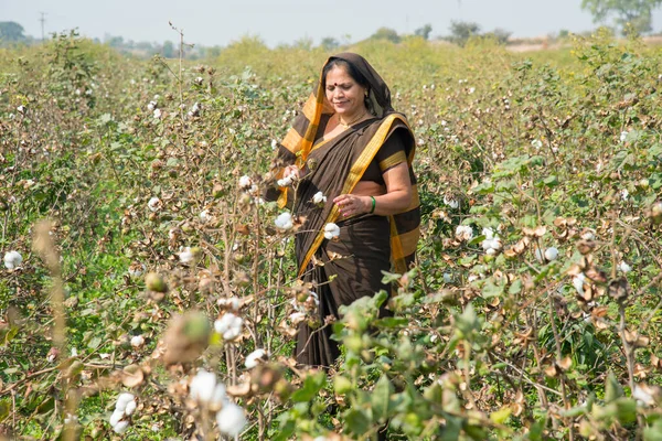 Mulher Indiana Campo Algodão Maharashtra Índia — Fotografia de Stock