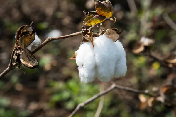 Closed up cotton blossom ready for harvesting,cotton tree, Maharashtra, India.
