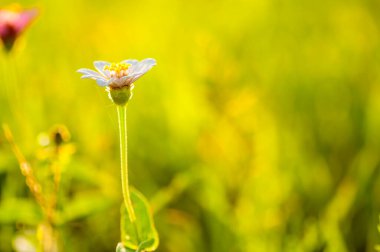 Doğada güzel yabani çiçekler yakın çekim makrosu, Yeşil çayır arka planı.