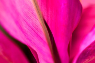 Taze yeşil yaprak arkaplan, soyut doğal arkaplan