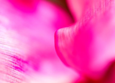 Taze yeşil yaprak arkaplan, soyut doğal arkaplan