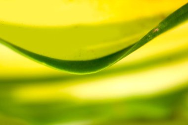 Taze yeşil yaprak arkaplan, soyut doğal arkaplan