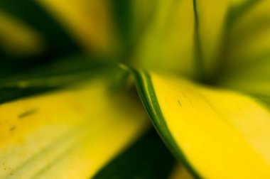 Taze yeşil yaprak arkaplan, soyut doğal arkaplan