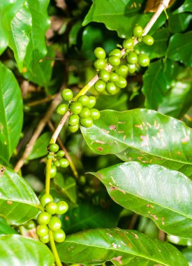 Daldaki olgunlaşmamış kahve çekirdekleri.
