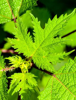Taze yeşil yaprak arkaplan, soyut doğal arkaplan