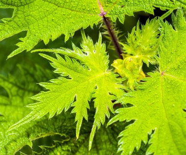 Taze yeşil yaprak arkaplan, soyut doğal arkaplan
