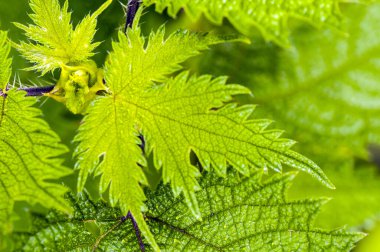 Taze yeşil yaprak arkaplan, soyut doğal arkaplan
