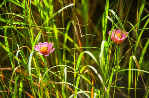 Belles Fleurs Sauvages Dans Nature Close Macro — Photo