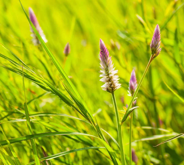 Vackra Vilda Blommor Naturen Närbild Makro Grön Äng Bakgrund — Stockfoto