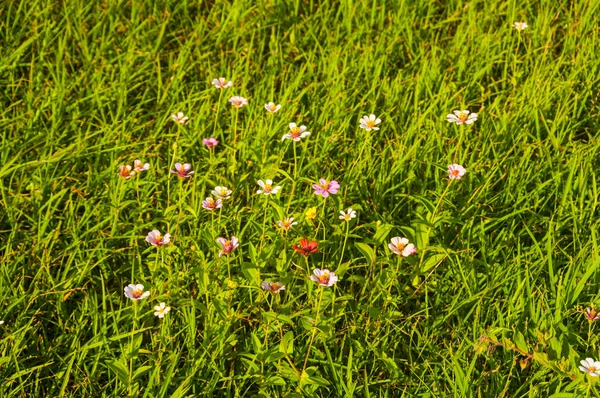 Vackra Vilda Blommor Naturen Närbild Makro Grön Äng Bakgrund — Stockfoto