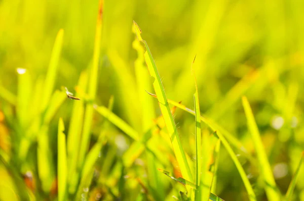 Hermosas Flores Silvestres Naturaleza Cerca Macro Fondo Prado Verde — Foto de Stock