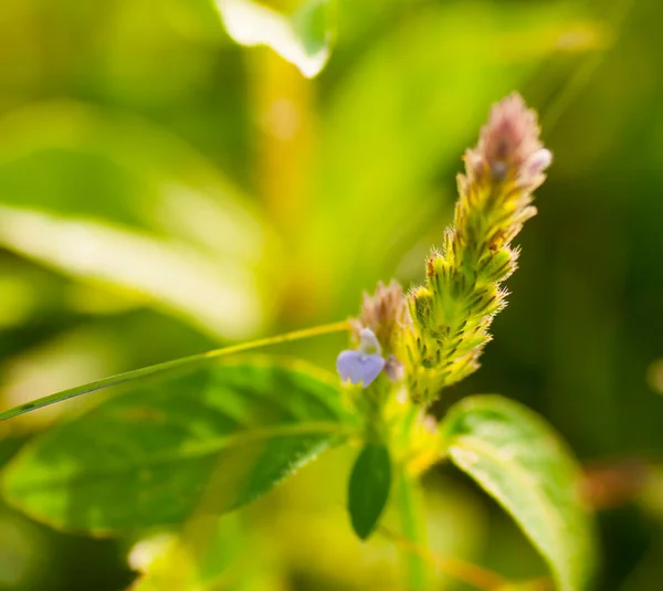 Mooie Wilde Bloemen Natuur Close Macro Groene Weide Achtergrond — Stockfoto